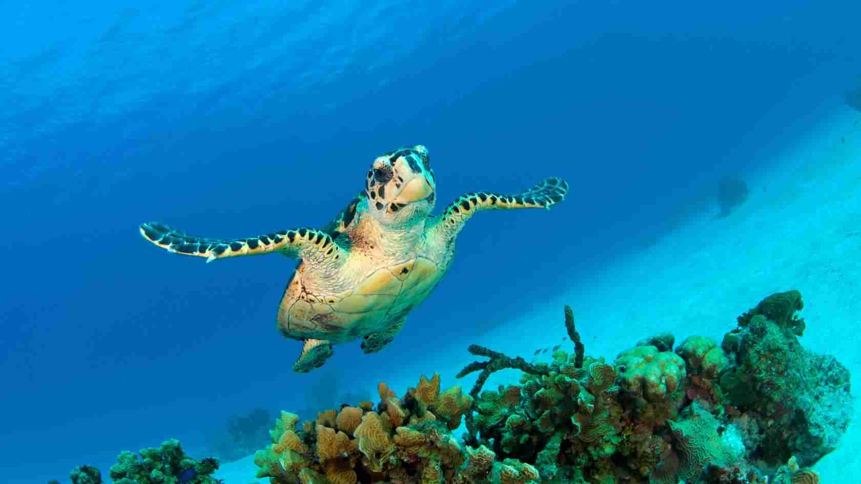 Cayman Islands